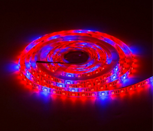 Фитолента для растений LED SMD 5050 IP20 5к:1с - 5 метров Фитолента для растений LED SMD 5050 IP20 5к:1с - 5 метров