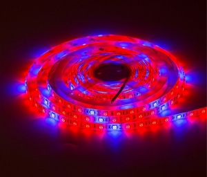 Фитолента для растений LED SMD 5050 IP20 4к:1с - 5 метров Фитолента для растений LED SMD 5050 IP20 4к:1с - 5 метров